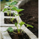 Illustration for article titled Easy Decorative Garden Projects Using Cinder Blocks